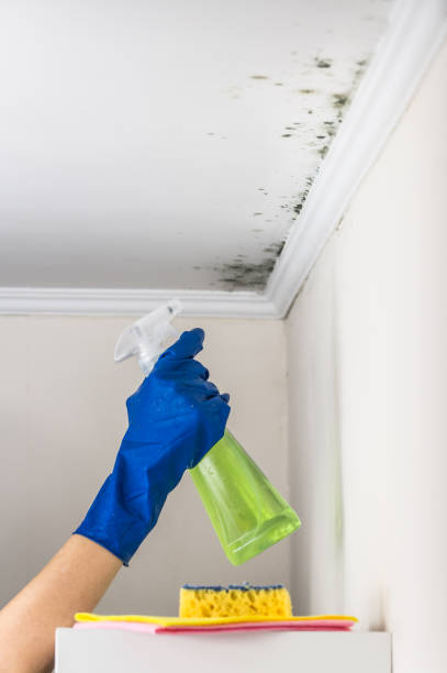 Mold Removal for HVAC Installations in Clementon, NJ